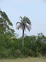 15-Parque el palmar -palmier yatay